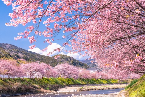 川岸に咲く美しい河津桜並木