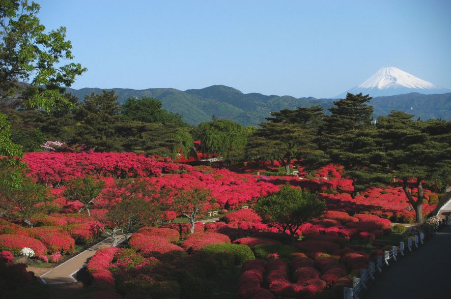 小室山公園つつじ祭り イベント 伊豆観光公式サイト 美伊豆 B Izu