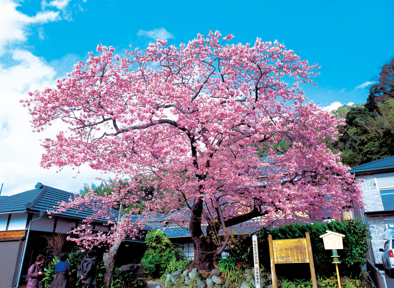 Original Kawazu Cherry Blossom Tree