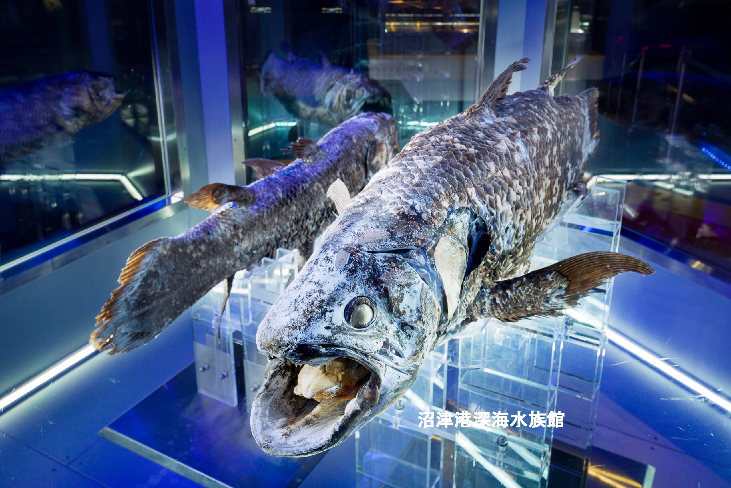 Numazu Deep Sea Aquarium and Coelacanth Museum