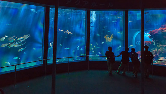 Shimoda Aquarium