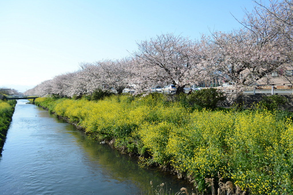沼川の桜