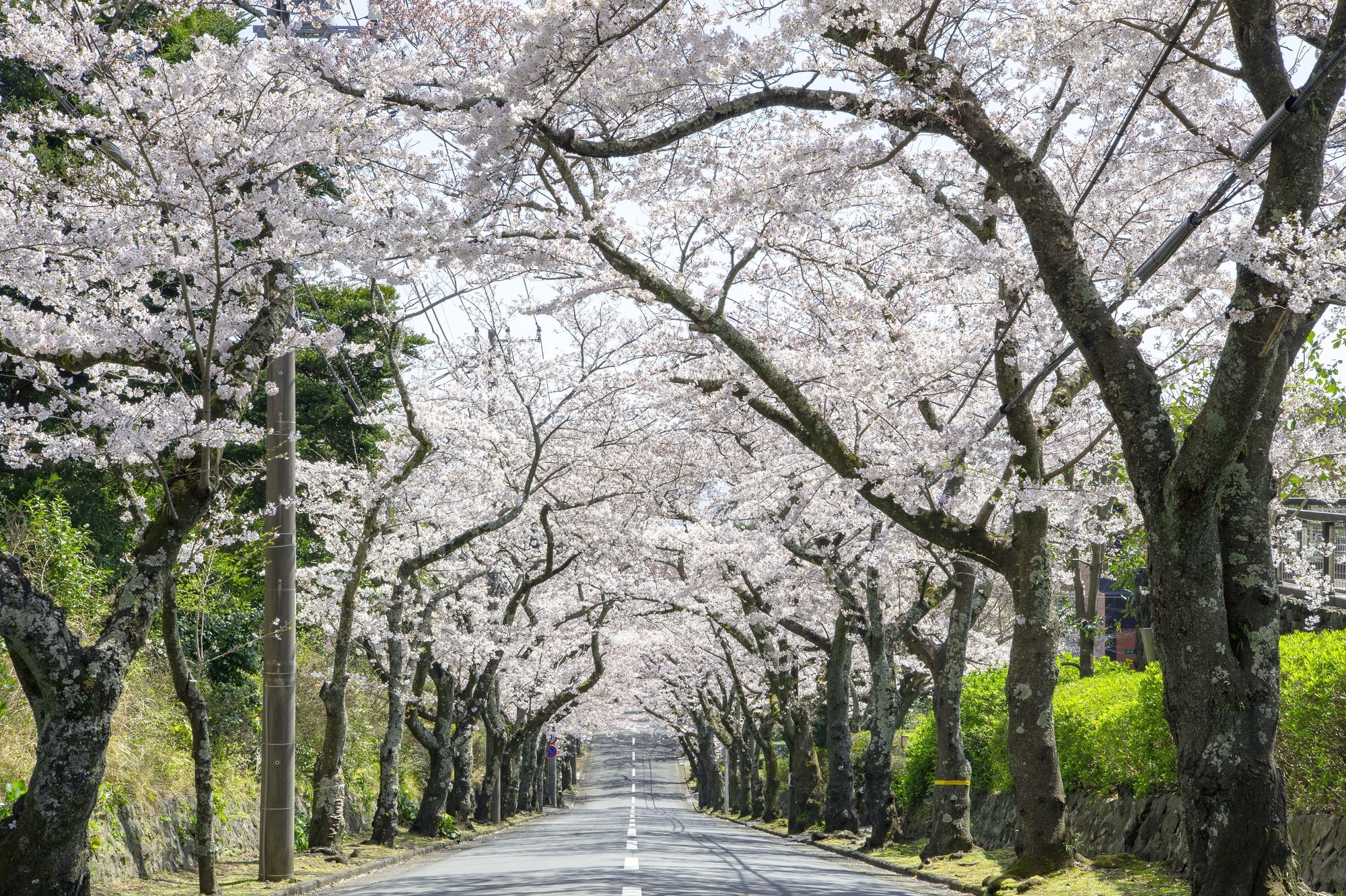 Izu Kogen Cherry Blossom Trees