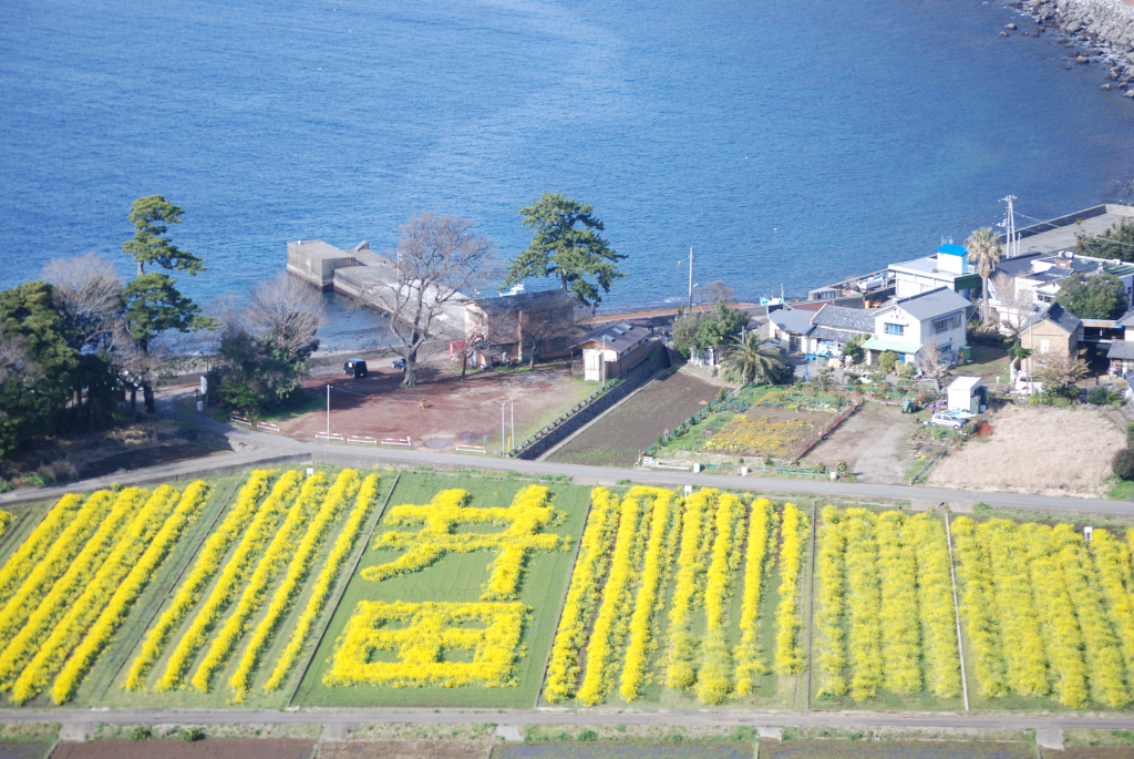 井田の菜の花畑