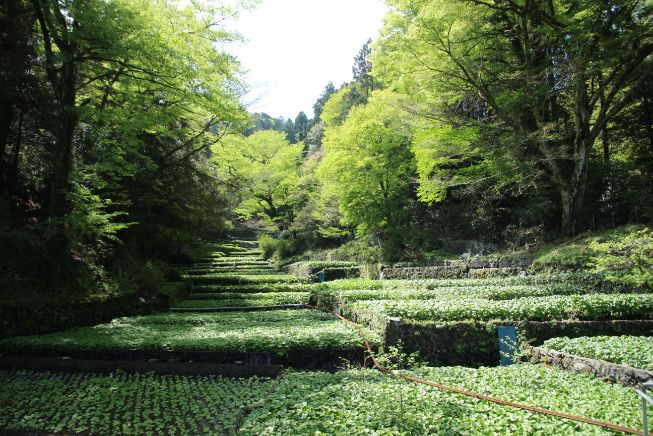 西伊豆スカイライン