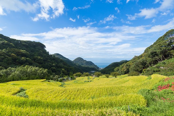 濃厚な芳香が魅力、松崎町の誇り「栄久ぽんかん」