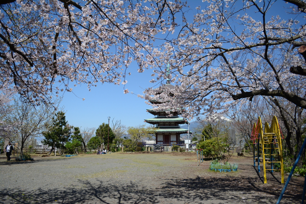 香貫山香陵台の桜