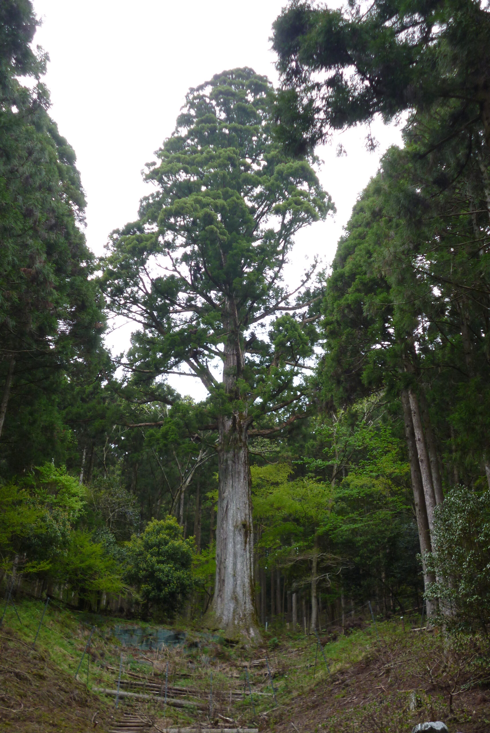 太郎杉（天城山一の巨木）