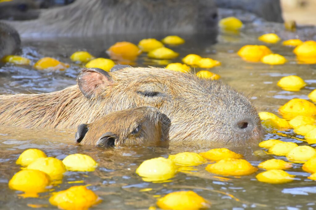 伊豆シャボテン動物公園