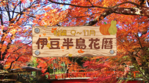 伊豆半島花暦 秋編（9～11月編）