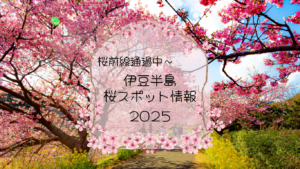 桜最前線！！伊豆半島桜スポット情報2025