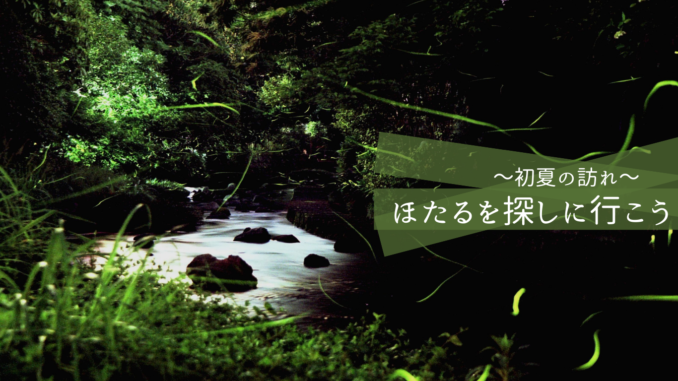 ほたるを探しに行こう~伊豆半島初夏の訪れ~