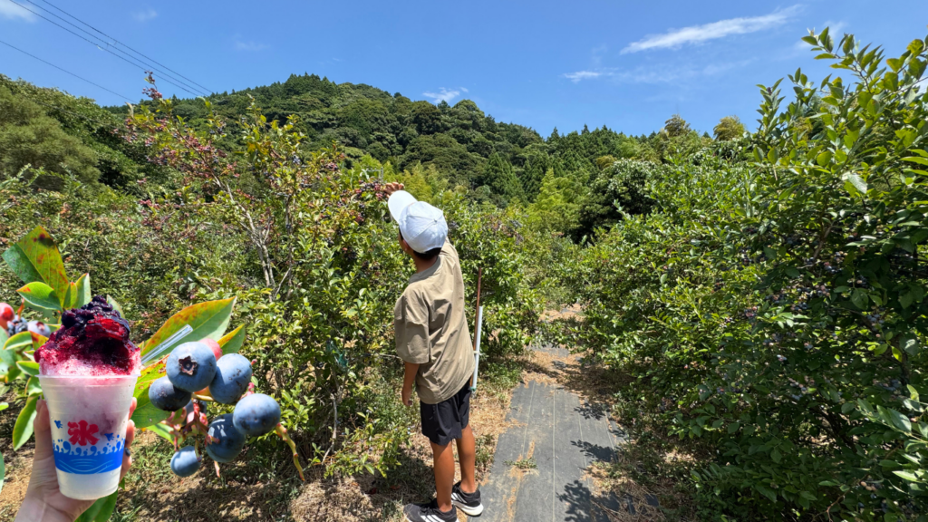 河津見高入谷ブルーベリー観光農園